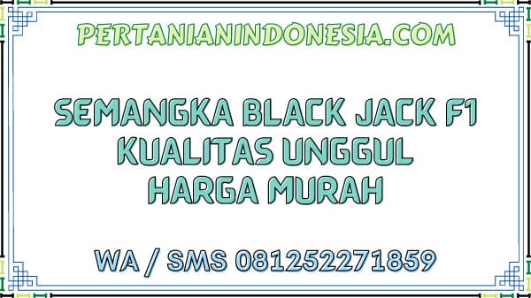 Semangka Black Jack F1 Kualitas Unggul Harga Murah